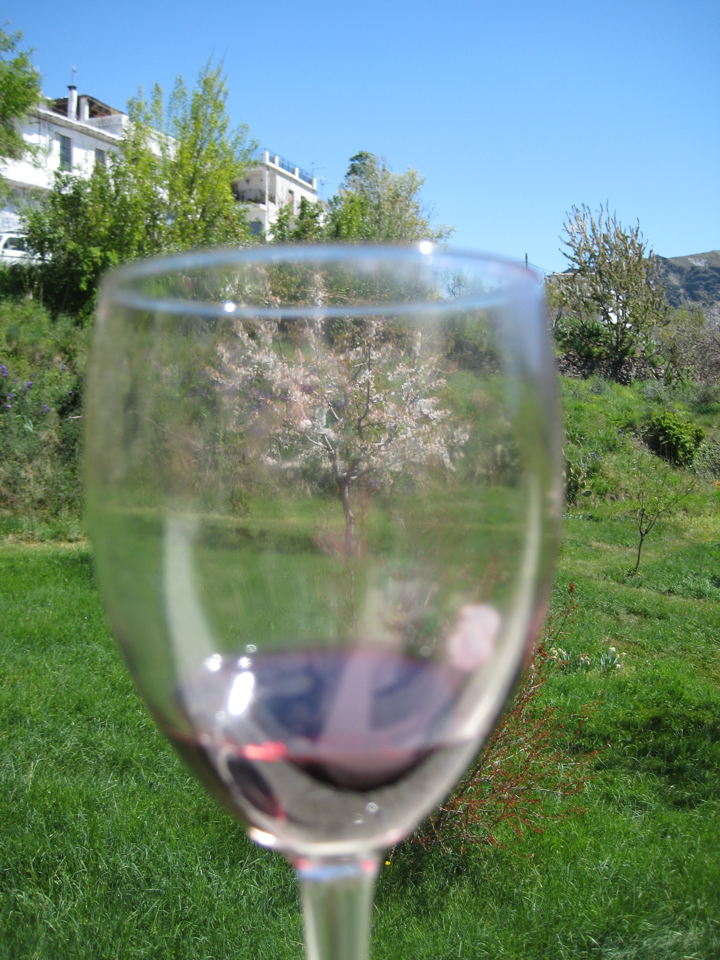 Vin i körsbärsträdgården